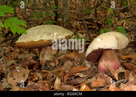 Diavoli, Bolete Satans Fungo (Boletus satanas). Foto Stock