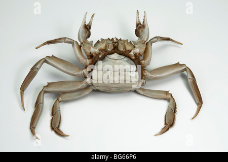 Mitten cinese (granchio Eriocheir sinensis), femmina. Foto Stock
