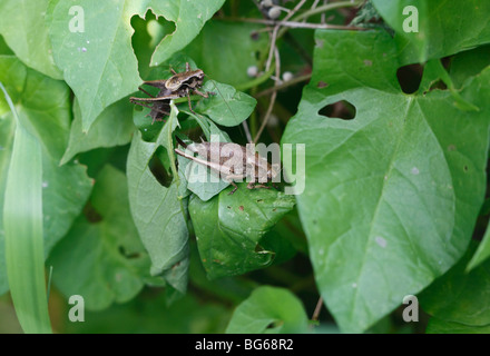 Dark bush cricket (Pholidoptera griseoaptera) maschio e femmina a riposo sulla lamina Foto Stock