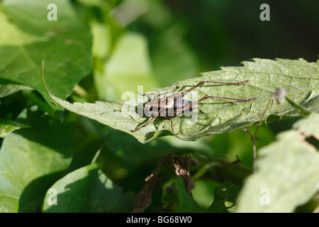 Dark bush cricket (Pholidoptera griseoaptera) maschio a riposo sulla lamina Foto Stock