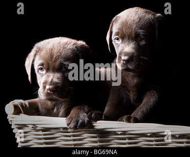 Tasto basso colpo di due cioccolato Labrador cuccioli in un cestello Foto Stock