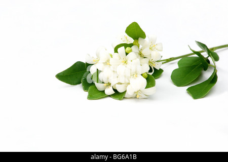 Close-up di fiori di gelsomino su sfondo bianco Foto Stock