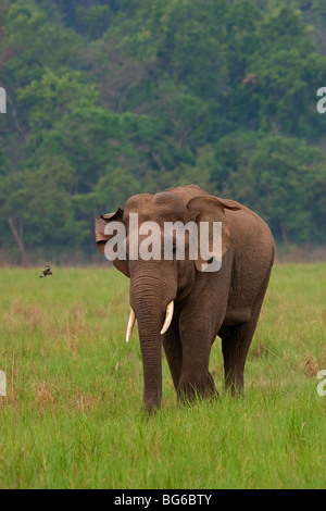 Elephant - fotografata al parco di cittadino di Corbett (India) Foto Stock