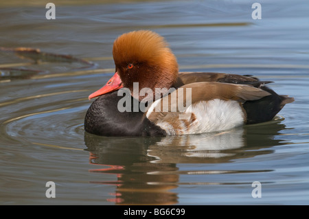 L'Italia, Piemonte, RACCONIGI (CN), un maschio di colore rosso-crested Pochard nuotare in un stagno Foto Stock