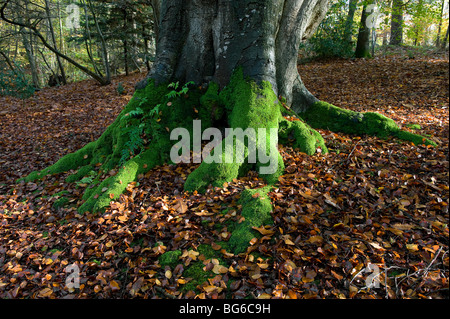 Le radici del vecchio albero coperta di verde muschio, Norfolk, Inghilterra Foto Stock