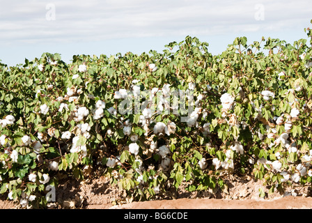 Un maturo campo di cotone prima di defogliazione e il raccolto Foto Stock