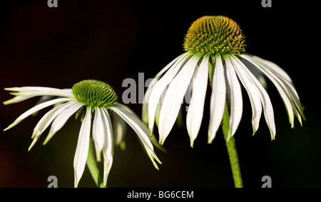 Echinacea 'White Swan' contro un sfondo verde scuro Foto Stock