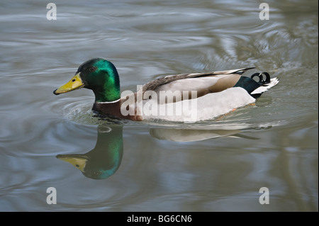 L'Italia, Piemonte, RACCONIGI (CN), un maschio di Germano Reale Foto Stock