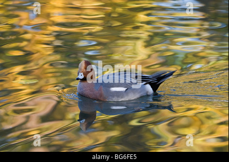 L'Italia, Piemonte, RACCONIGI (CN), una piscina Wigeon nei colori autunnali Foto Stock