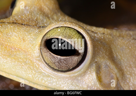 Gladiator Frog Hyla rosenbergi Quepos, Costa Rica 22 ottobre adulto notte di colori. Hylidae Foto Stock