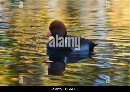 L'Italia, Piemonte, RACCONIGI (CN), un maschio di colore rosso-crested Pochard nuoto nei colori autunnali Foto Stock