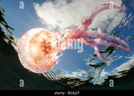 Meduse nel sole del Mar Mediterraneo, off Monaco Foto Stock