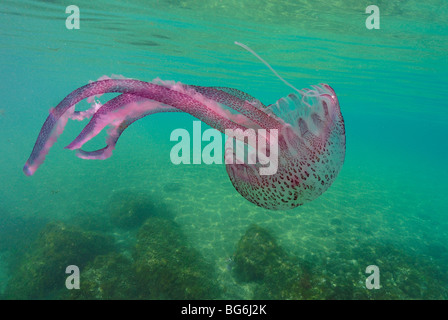 Meduse nel Mare Mediterraneo, off Monaco Foto Stock