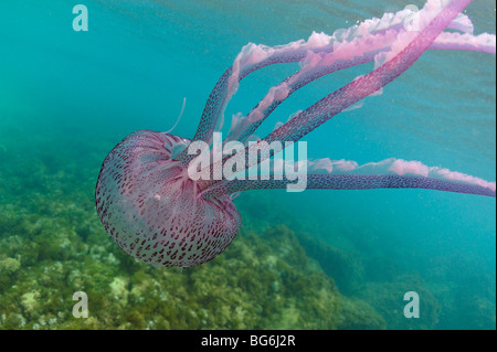 Meduse nel Mare Mediterraneo, off Monaco Foto Stock