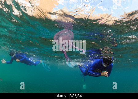 Meduse nel Mare Mediterraneo, off Monaco Foto Stock