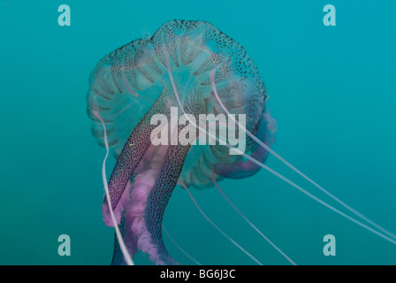 Meduse nel Mare Mediterraneo, off Monaco Foto Stock