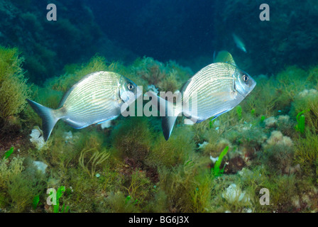 Dentice anulare di pesci nel mare Mediterraneo, off Monaco Foto Stock