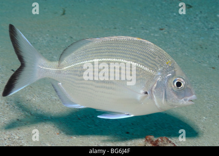 Dentice anulare di pesci nel mare Mediterraneo, off Monaco Foto Stock