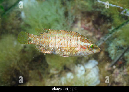 Cinque-spotted wrasse pesci nel mare Mediterraneo, off Monaco Foto Stock