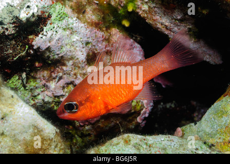 Il Cardinale di pesci nel mare Mediterraneo, off Monaco Foto Stock