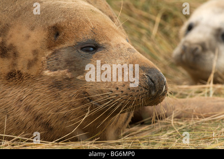 Una inquadratura ravvicinata di una femmina di guarnizione grigio a guardare oltre il suo cucciolo a Donna Nook riserva naturale Foto Stock