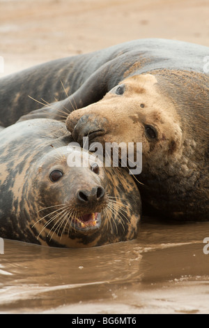 Una coppia di guarnizioni di tenuta grigio coniugata sulle barene al Donna Nook riserva naturale. Foto Stock