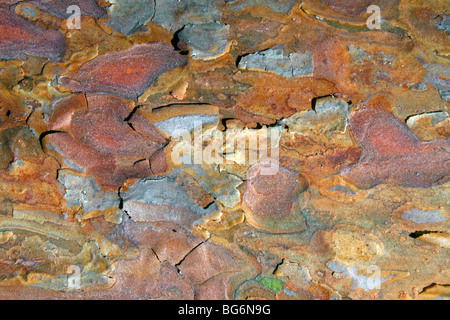 Di pino silvestre (Pinus sylvestris) vicino di corteccia Foto Stock