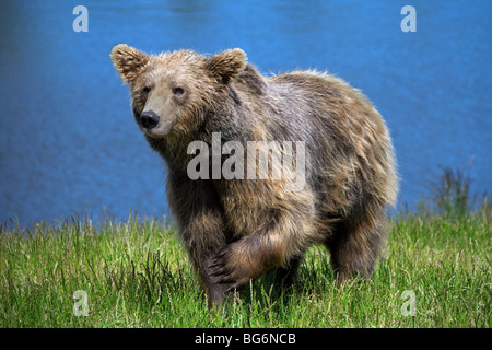 Unione l'orso bruno (Ursus arctos) sulla riva del fiume, Svezia Foto Stock