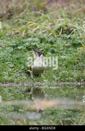 Picchio verde (Picus viridis) maschio circa a bere a stagno Foto Stock