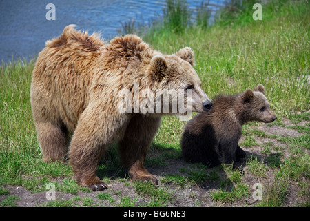 Unione l'orso bruno (Ursus arctos) femmina con cub sulla riva del fiume, Svezia Foto Stock