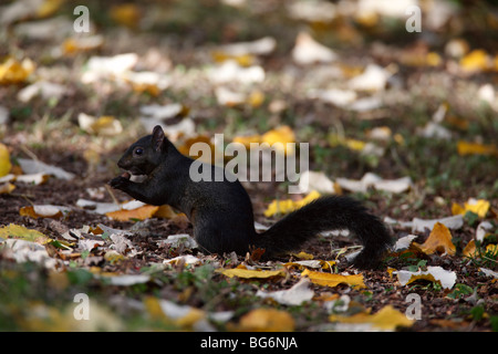 Scoiattolo grigio (Scirius carolinensis) mutante nero mangiare acorn in foglie di autunno Foto Stock