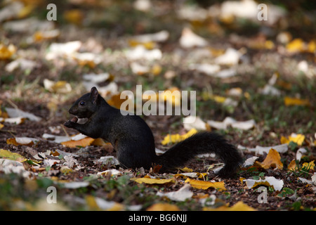 Scoiattolo grigio (Scirius carolinensis) mutante nero mangiare acorn in foglie di autunno Foto Stock