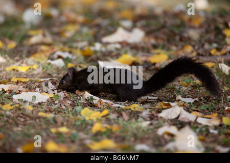 Scoiattolo grigio (Scirius carolinensis) mutante nero rovistando in foglie di autunno Foto Stock