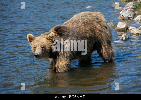 L'orso bruno (Ursus arctos) attraversando il fiume, Scandinavia Foto Stock