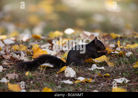 Scoiattolo grigio (Scirius carolinensis) mutante nero mangiare acorn in foglie di autunno Foto Stock
