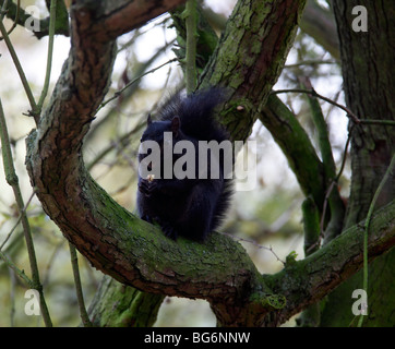 Scoiattolo grigio (Scirius carolinensis) mutante nero mangiare acorn nella struttura ad albero Foto Stock