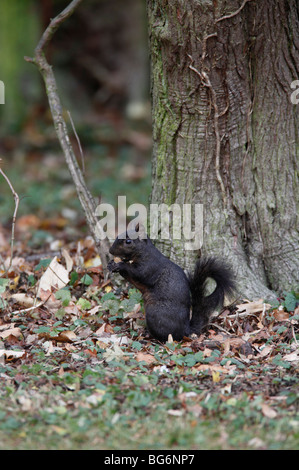 Scoiattolo grigio (Scirius carolinensis) mutante nero mangiare acorn Foto Stock