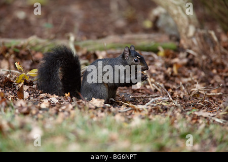 Scoiattolo grigio (Scirius carolinensis) mutante nero mangiare acorn Foto Stock