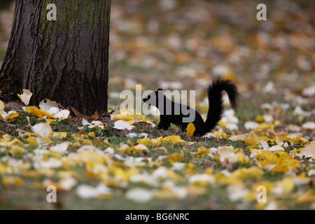 Scoiattolo grigio (Scirius carolinensis) mutante nero circa a salire tree Foto Stock