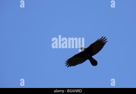 Rook (Corvus frugilegus) in volo Foto Stock