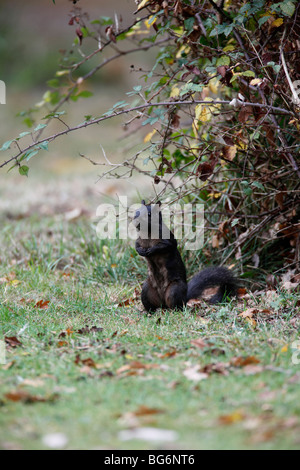 Scoiattolo grigio (Scirius carolinensis) nero seduta mutanti up di avviso Foto Stock