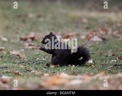 Scoiattolo grigio (Scirius carolinensis) mutante nero mangiare acorn Foto Stock