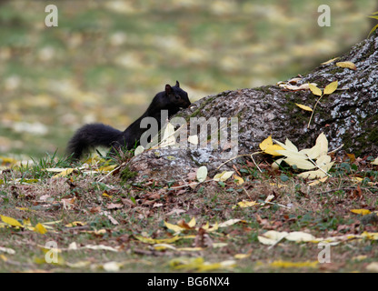 Scoiattolo grigio (Scirius carolinensis) mutante nero in cerca di cibo a base di frassino Foto Stock