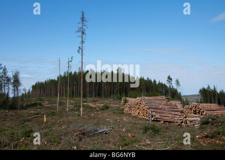 La deforestazione dal settore di registrazione che mostra pile di tagliare logs / alberi / legname dalla foresta di pini, Svezia Foto Stock