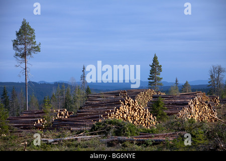 La deforestazione dal settore di registrazione che mostra pile di tagliare logs / alberi / legname dalla foresta di pini, Svezia Foto Stock