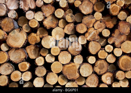 Industria di registrazione che mostra pila di tagliare logs / alberi / legno proveniente da foreste di pino Foto Stock