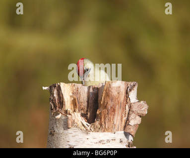 Picchio verde (Picus viridis) femmina in cerca di cibo in argento marcio moncone di betulla Foto Stock