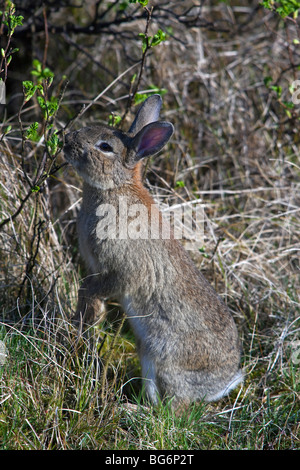 Coniglio (oryctolagus cuniculus) mangiare nuovi germogli di arbusti / canneto Foto Stock