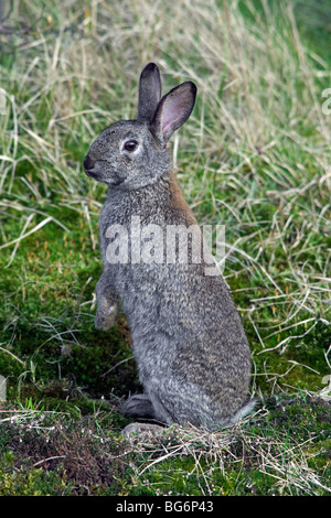 Comune Europeo di coniglio (oryctolagus cuniculus) seduto in posizione eretta in Prato Foto Stock