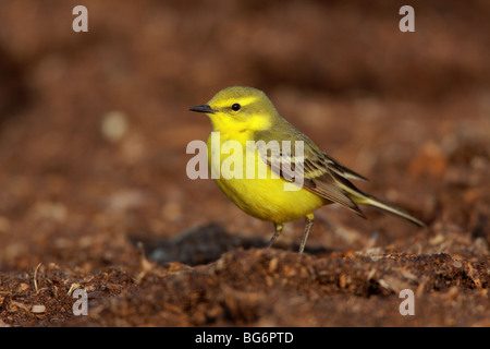 Maschio Wagtail giallo, Motacilla flava, UK. Foto Stock